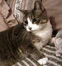 Mu, the cat who must be attended to Mu, the cat who must be attended to