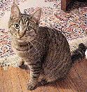 Zeta, the cat, co-ruler over the Howell domain Zeta, the cat, co-ruler over the Howell domain